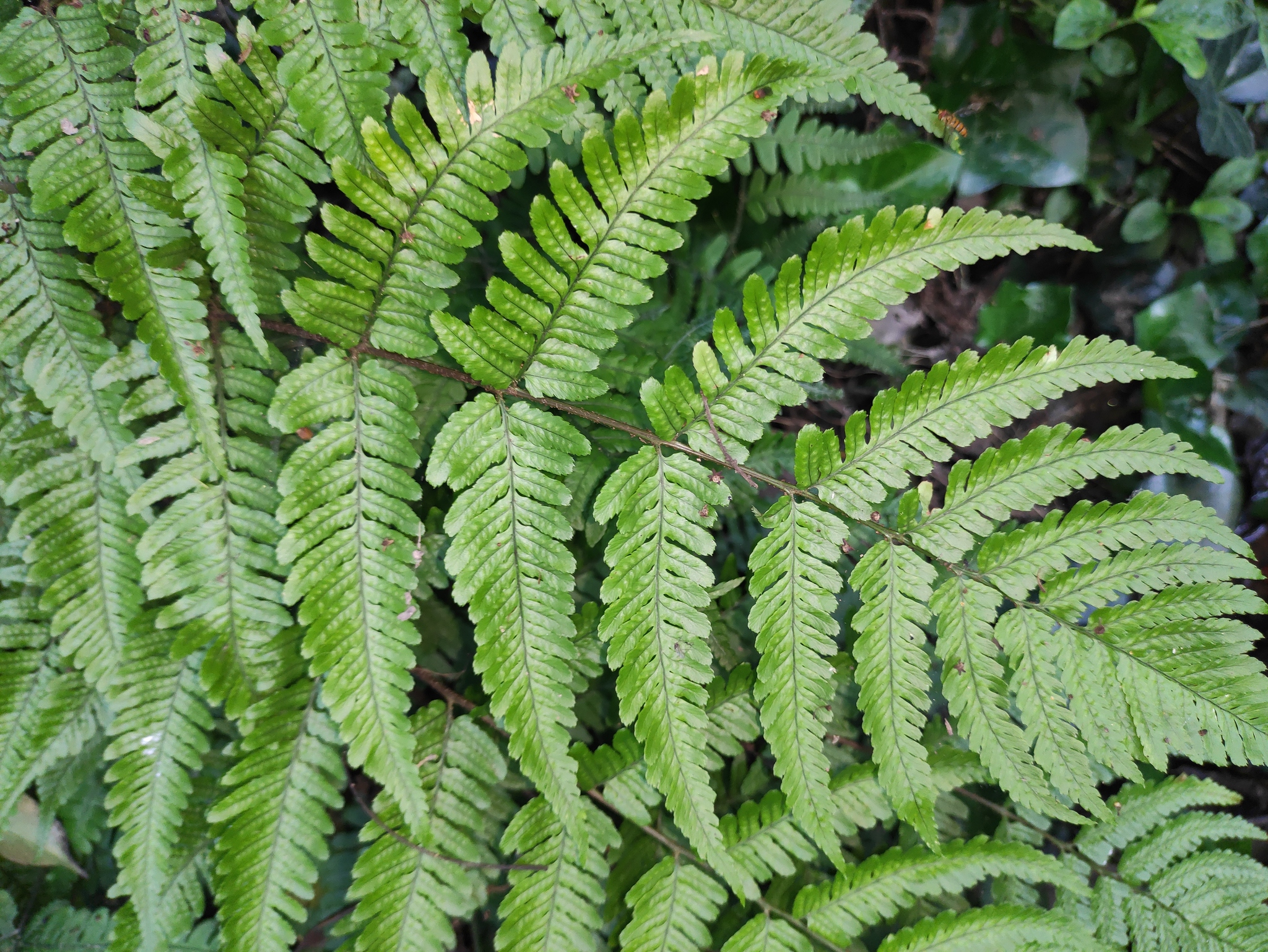 Dryopteris