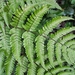 Wood Ferns - Photo (c) MP Zhou, some rights reserved (CC BY-NC), uploaded by MP Zhou