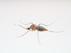 Aedes epactius