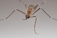 Aedes epactius