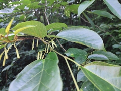 Alangium kurzii