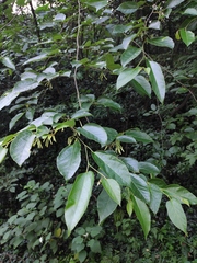 Alangium kurzii