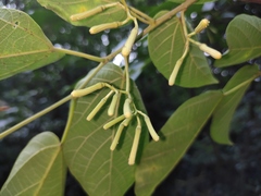 Alangium kurzii