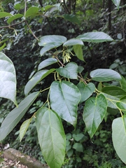 Alangium kurzii