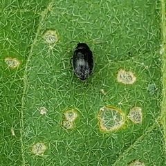 Epitrix fuscula