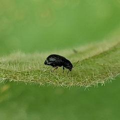 Epitrix fuscula