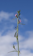 Misopates