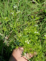 Spermolepis inermis