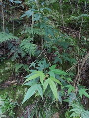 Acer oliverianum
