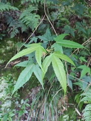Acer oliverianum
