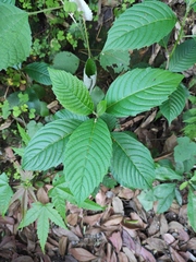 Camptotheca acuminata