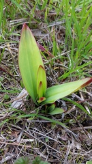 Fritillaria biflora