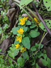 Lysimachia congestiflora