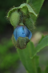 Meconopsis betonicifolia