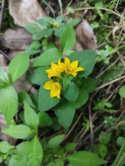 Lysimachia congestiflora