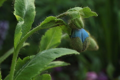 Meconopsis betonicifolia