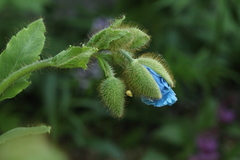 Meconopsis betonicifolia