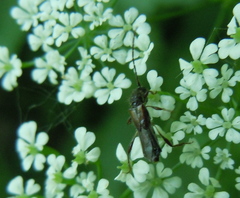 Molorchus umbellatarum