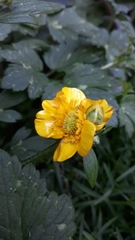 Ranunculus repens