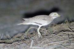 Burhinus senegalensis