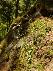 Moehringia diversifolia