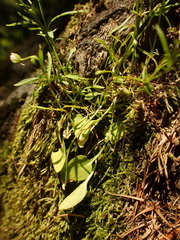 Moehringia diversifolia