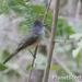 Sooty-crowned Flycatcher - Photo (c) Scott Bowers, some rights reserved (CC BY-NC)