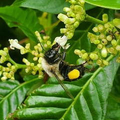 Bombus impatiens image
