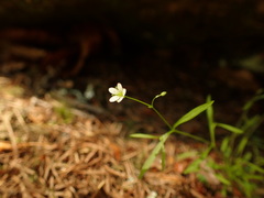Moehringia diversifolia