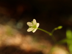 Moehringia diversifolia