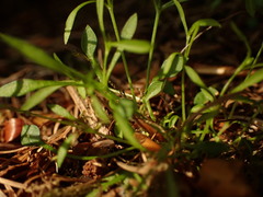 Moehringia diversifolia