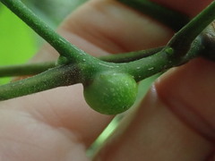 Phylloxera subelliptica