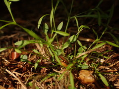 Moehringia diversifolia