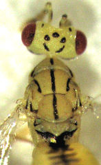 Cirrospilus