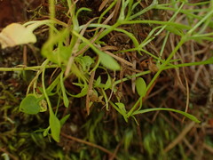 Moehringia diversifolia