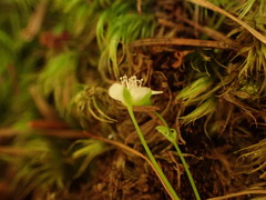 Moehringia diversifolia