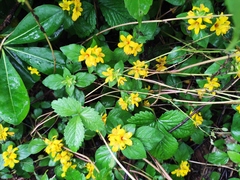 Lysimachia congestiflora