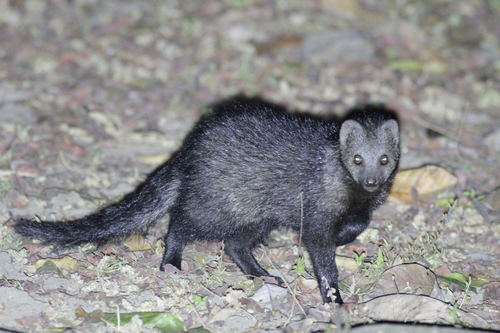White-tailed Mongoose