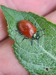 Chrysomela saliceti