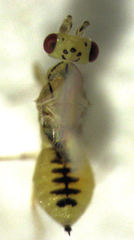 Cirrospilus