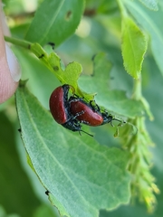 Chrysomela saliceti