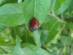 Chrysomela saliceti