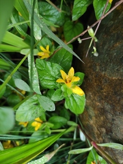 Lysimachia congestiflora