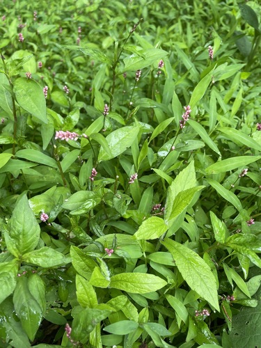 photo of Low Smartweed (Persicaria longiseta)