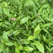 photo of Low Smartweed (Persicaria longiseta)