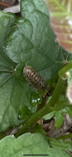 photo of Common Pill Woodlouse (Armadillidium vulgare)