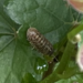 photo of Common Pill Woodlouse (Armadillidium vulgare)