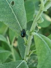 Phratora vulgatissima