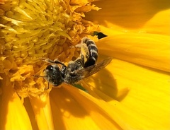 Halictus