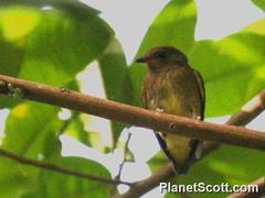 Machaeropterus deliciosus